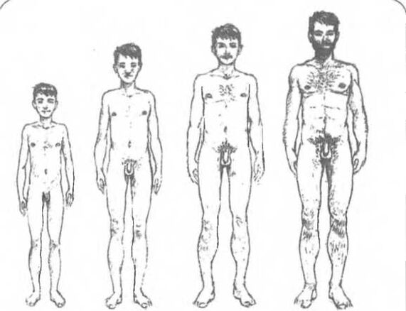 Veľkosť penisu v závislosti od veku